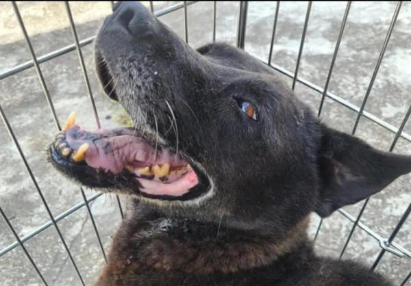 狗狗患病主人不救反而給它挖坑，他一邊挖一邊對它說：你快死吧