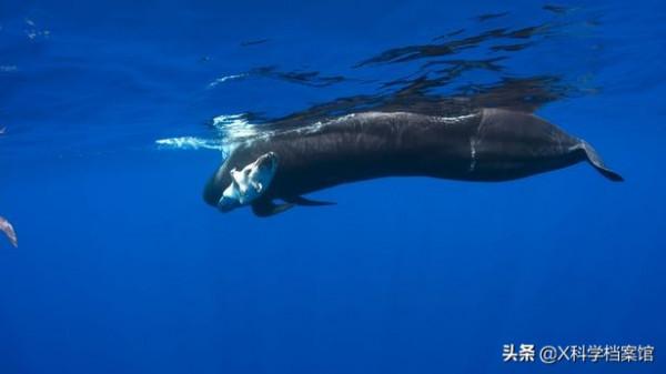 動物比人更深情,面對同伴死去,動物哀悼的方式讓人心酸、淚目 動物比人更深情,面對同伴死去,動物哀悼的方式讓人心酸、淚目
