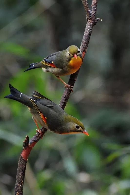 相思鳥一一愛情的象徵