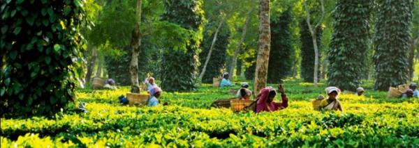 喜馬拉雅山的另一邊，熟悉而又陌生的阿薩姆邦