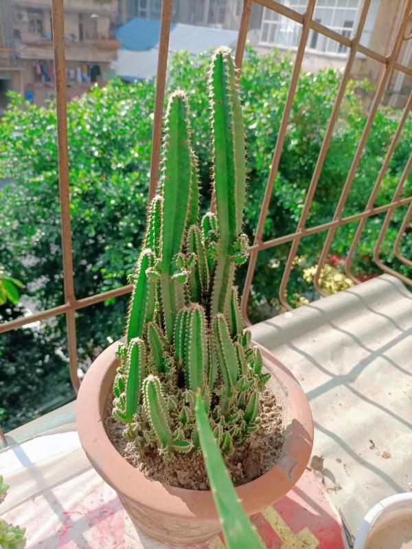 《不了情》——大衛原創詩