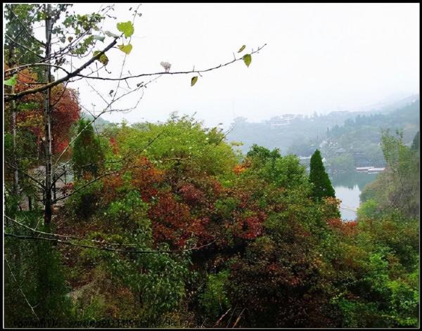 秋遊紅葉谷 秋遊紅葉谷