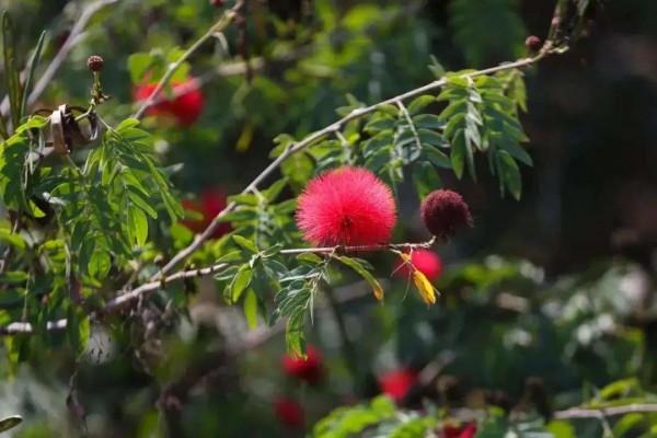 實用分享丨30款大型開花樹種介紹,白似雪、黃似陽、紅似霞,美翻 實用分享丨30款大型開花樹種介紹,白似雪、黃似陽、紅似霞,美翻