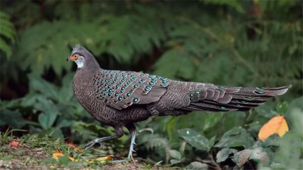 遇間旅遊 | 更新旅遊打卡地！領略大中國國家公園~我在三亞等你