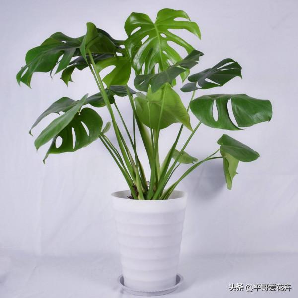 家裡採光差？推薦4種“耐陰花”，隨便養幾盆，照樣很“上檔次”