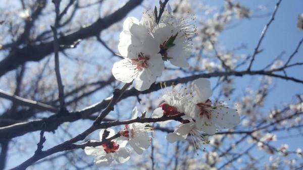 騎馬看杏花 騎馬看杏花