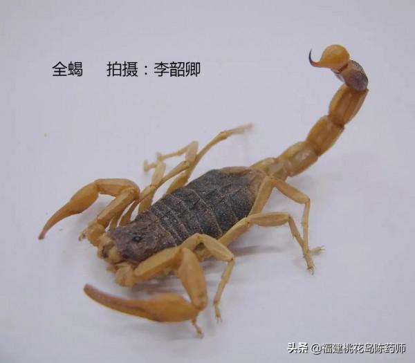 分享李紹卿老師拍攝的三十四種動物藥