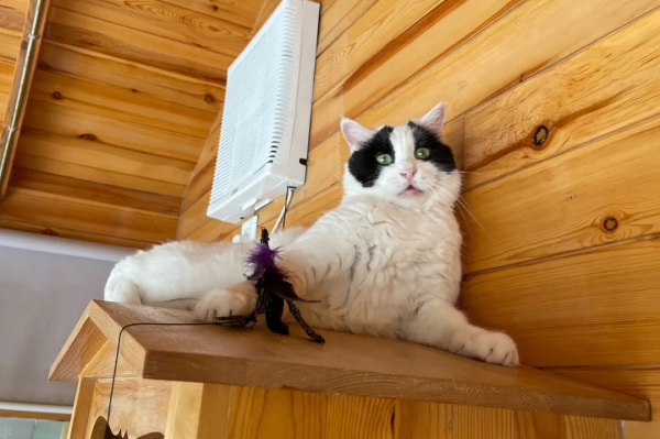 大阿寶：“斜槓青年”歡樂多