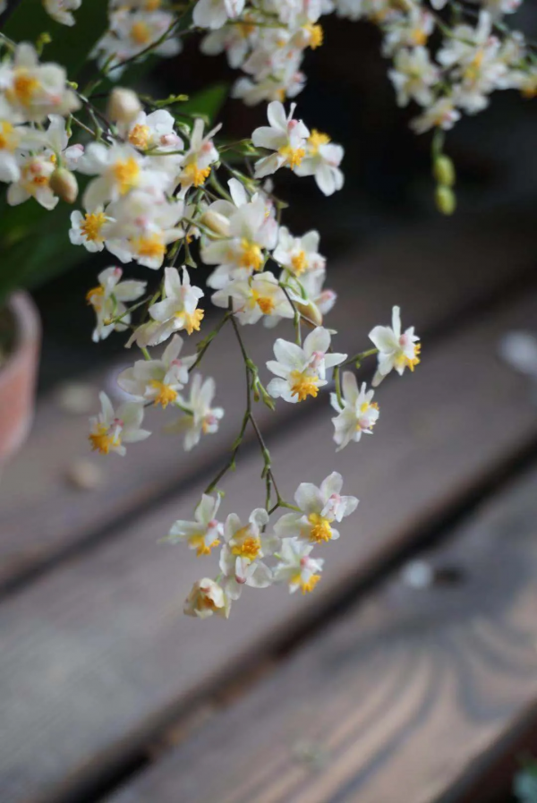 花開如星滿屋飄香，夢香蘭的爆花技巧請收好