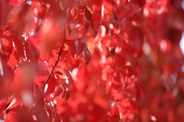 庫爾勒:五彩繽紛爬山虎勾勒深秋風景 庫爾勒:五彩繽紛爬山虎勾勒深秋風景