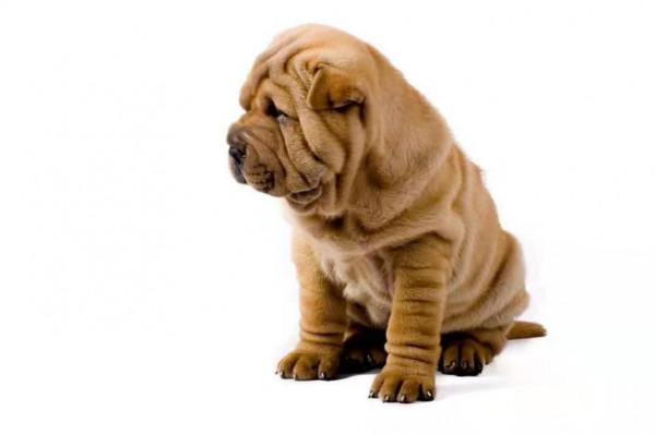 它是我國的傳統名犬，頭似河馬嘴似瓦，還超級能打