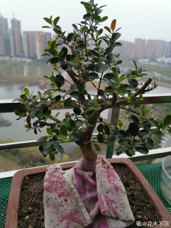 1種“天然矮”的植物,無需矮化,打造天然的瓜子黃楊盆景 1種“天然矮”的植物,無需矮化,打造天然的瓜子黃楊盆景