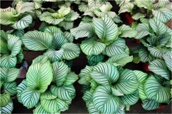 種耐陰花,葉子美得像油畫,放角落也能爆盆 種耐陰花,葉子美得像油畫,放角落也能爆盆