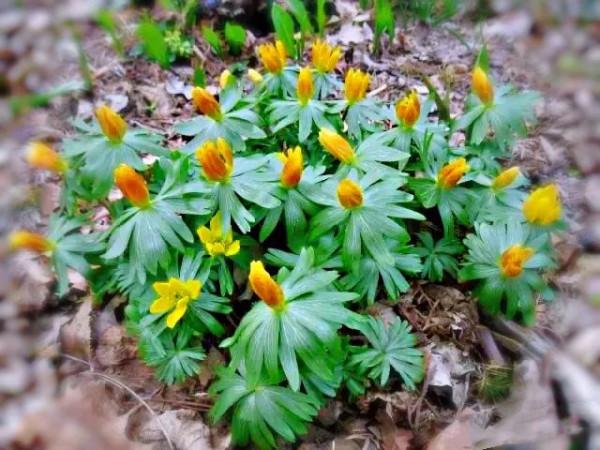 冬菟葵～頂生一朵黃花，花期冬季至早春