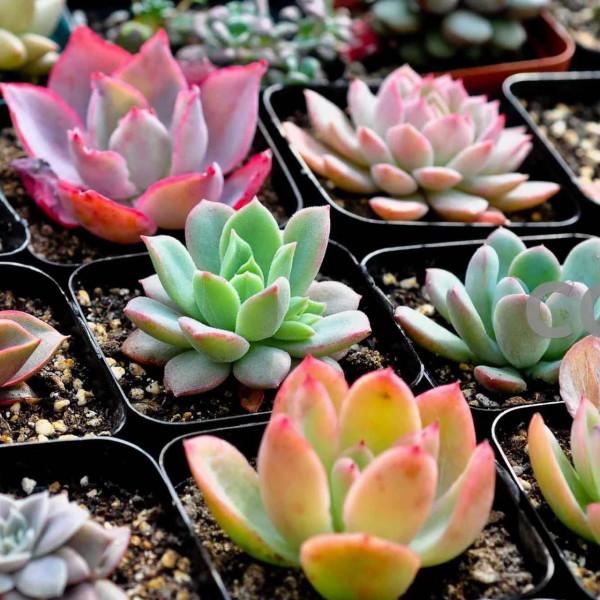 神奇的大自然之多肉植物！竟然很多都沒見過！太神奇了！（下）