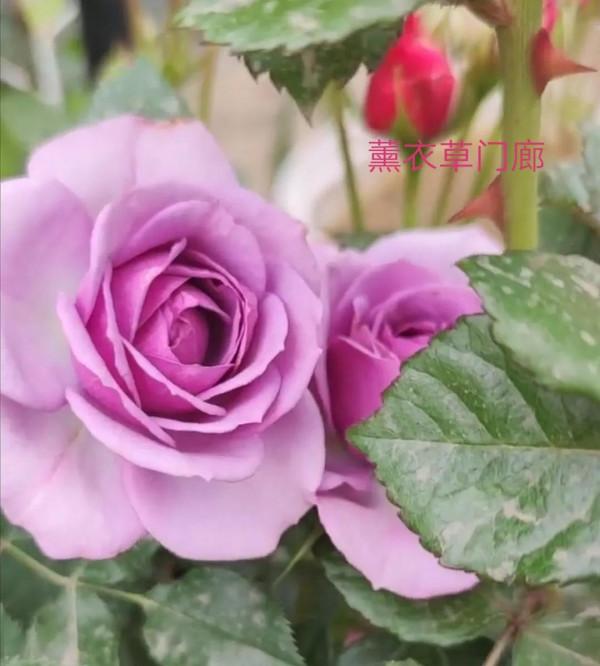 花量巨大的“門廊”系列月季品種