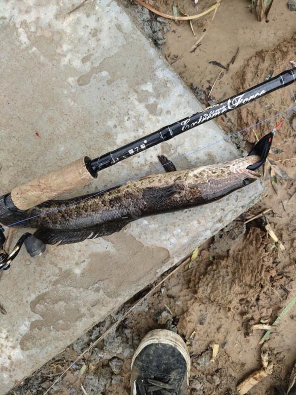 “雷強釣法”打假篇,新手以及傳道授業的“大師” “雷強釣法”打假篇,新手以及傳道授業的“大師”