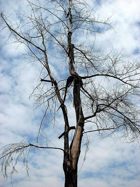 枯與榮，任他說
