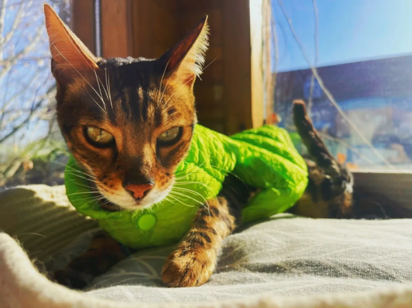 穿上馬甲我就不認識你了？