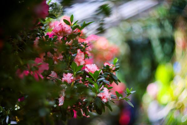 俄羅斯蘭花展品種繁多 奼紫嫣紅