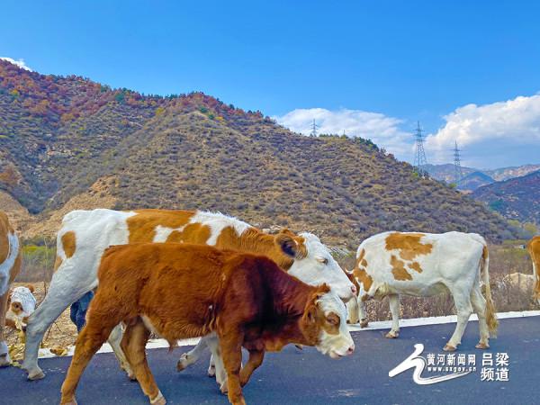 交城龐泉溝:秋日的童話 交城龐泉溝:秋日的童話