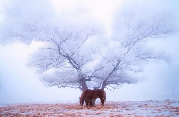 新疆霧凇,這才是完美冬天的開啟方式,真正的冰雪王國... 新疆霧凇,這才是完美冬天的開啟方式,真正的冰雪王國...