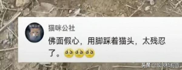 男子好心救貓卻被聖母婊罵，如果他不救，那貓是什麼後果？