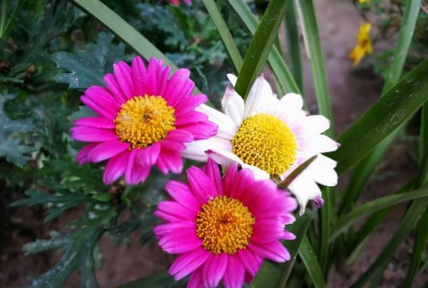 具有茼蒿味道的菊花蓬蒿菊