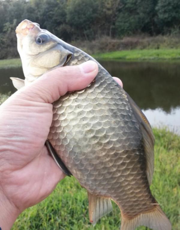 你經常切線跑魚嗎?切線的九大原因,各有應對之策 你經常切線跑魚嗎?切線的九大原因,各有應對之策