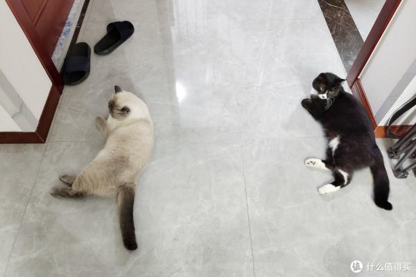 養三隻貓是一種怎樣的體驗？過來人的養貓（勸退）指南