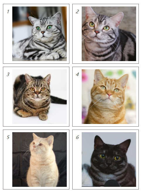 美國短毛貓丨銀虎斑