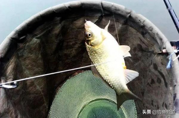 浮漂下頓、黑漂、這麼漂亮的吃口，為什麼提竿就不中魚呢？​