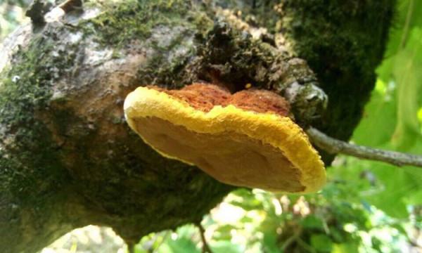 桑黃是怎麼形成的?被稱為“森林黃金”的桑黃,值不值千元一斤? 桑黃是怎麼形成的?被稱為“森林黃金”的桑黃,值不值千元一斤?