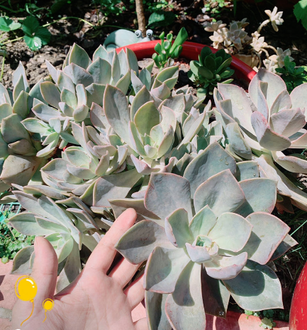 多肉“攤大餅”，解決這3點，葉片挺拔還肥大