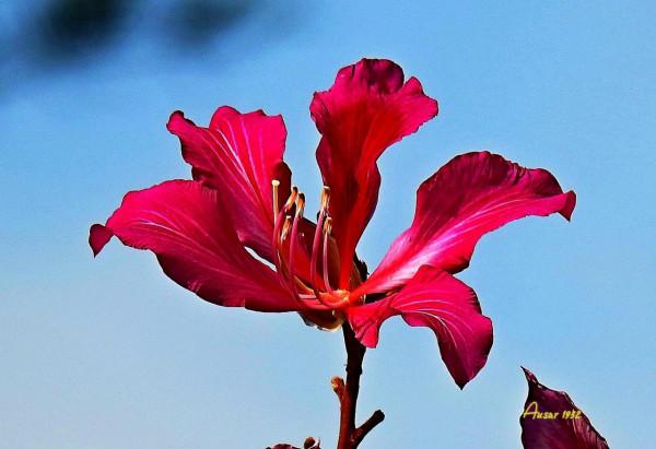 紫荊花，花大豔麗似彩蝶