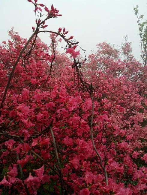 英山天馬寨杜鵑花海