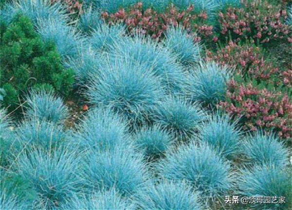 盤點15種適合庭院的彩葉植物，好看的庭院都需要一點不一樣的色彩