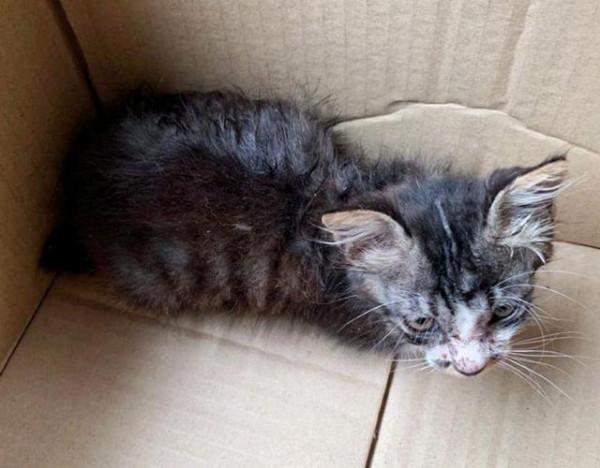 女子嫌小貓“太瘦”收養,照顧1年後貓突然發福,意外胖成網紅貓 女子嫌小貓“太瘦”收養,照顧1年後貓突然發福,意外胖成網紅貓