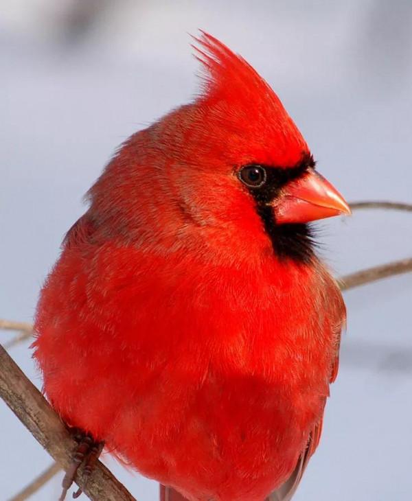 紅色鳥的圖片 紅色鳥的圖片
