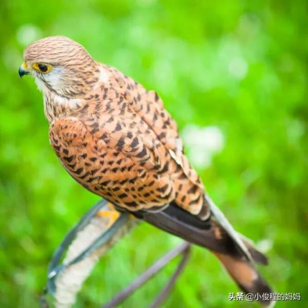 體型最小的猛禽——紅隼