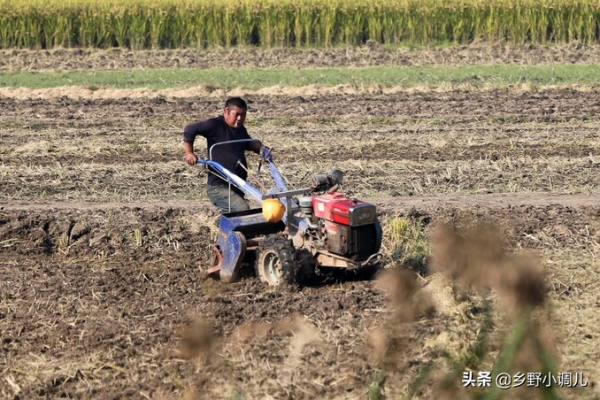 茼蒿種植時間和方法? 茼蒿種植時間和方法?