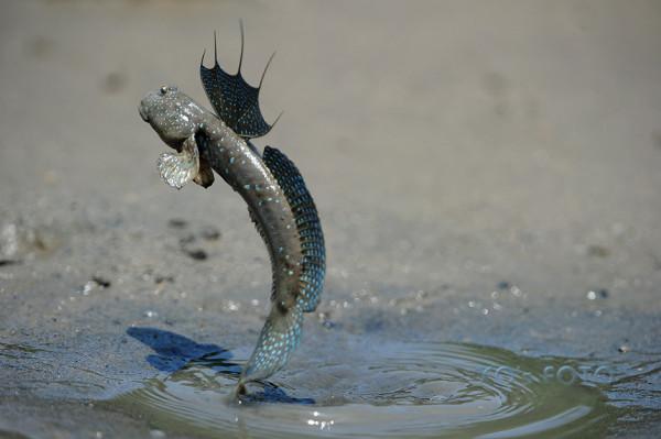 跳跳魚:我為了上岸跳了3億年,卻還是跳進了你們人類的廚房 跳跳魚:我為了上岸跳了3億年,卻還是跳進了你們人類的廚房