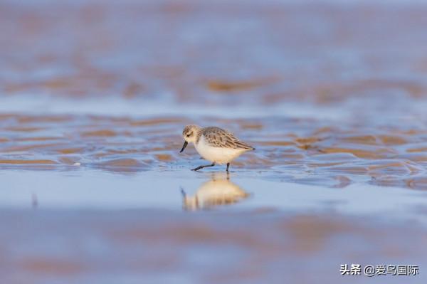 自帶“飯勺”的極危物種 勺嘴鷸