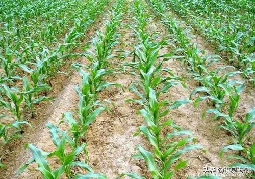 根據玉米產量構成的要素，從三個方面入手提高產量
