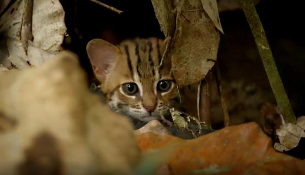 世界上最小的貓 世界上最小的貓