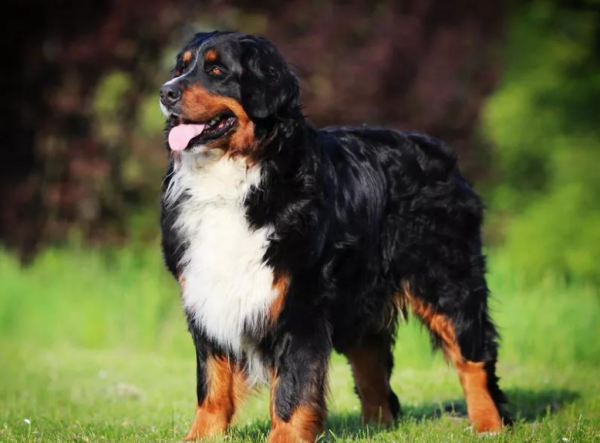 這些狗陪伴不了主人多久,最長壽的只有12年命 這些狗陪伴不了主人多久,最長壽的只有12年命