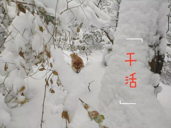 11月10日晚間~A股週四預判及應對 11月10日晚間~A股週四預判及應對