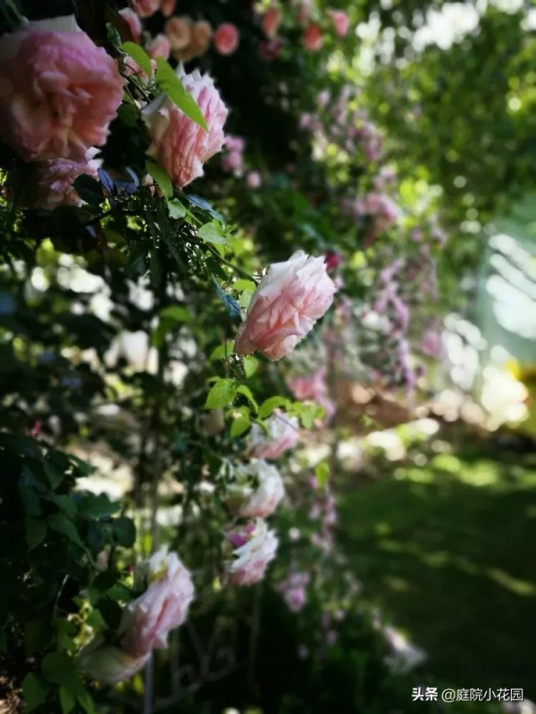 這樣的小院就是我夢想中的花園