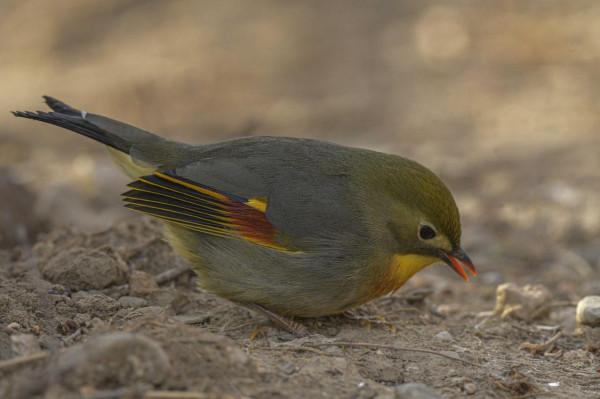 紅嘴相思鳥高畫質大圖 紅嘴相思鳥高畫質大圖