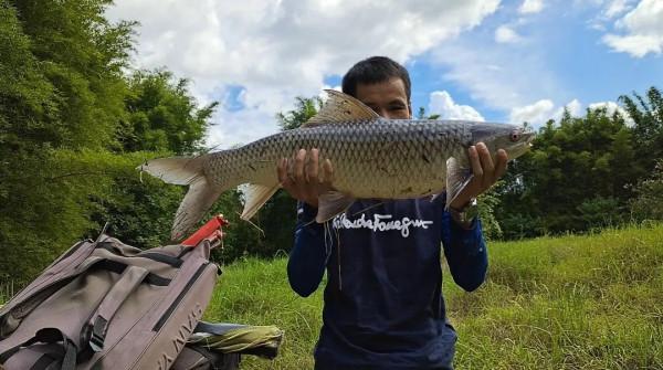 這幾種魚是最成功的入侵魚類，遇水則活，釣到儘量別放生